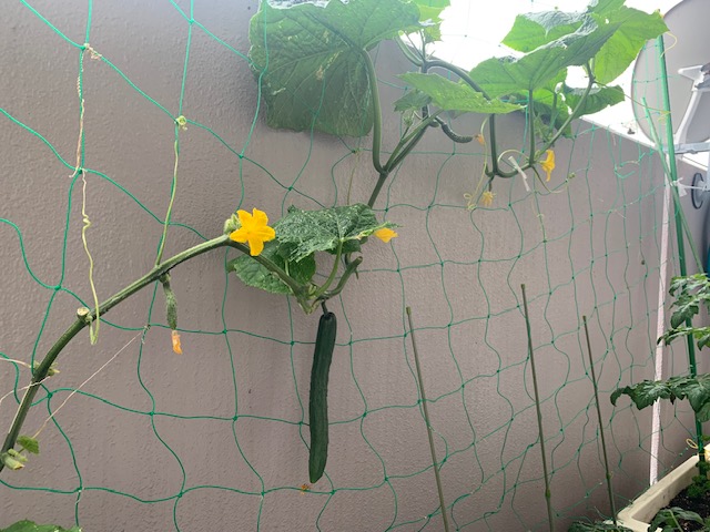 家庭菜園から事業ノウハウを学んだ件